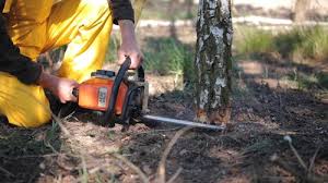 Tree and Shrub Care in Monrovia, CA
