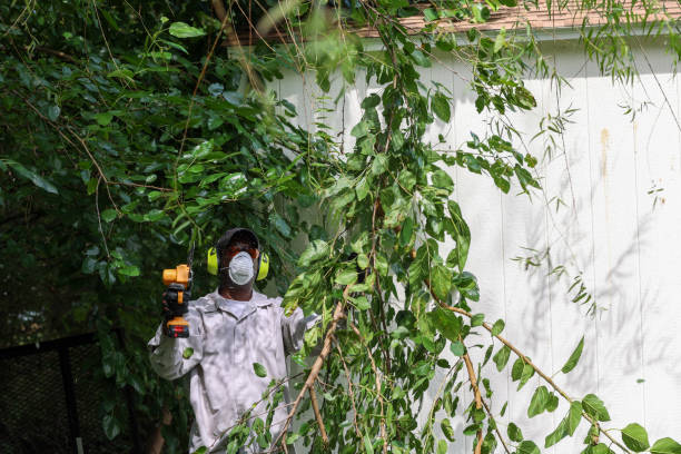 Best Tree Maintenance Programs  in Monrovia, CA