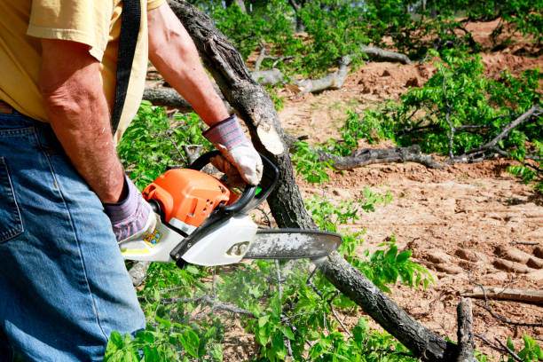 Best Fruit Tree Pruning  in Monrovia, CA
